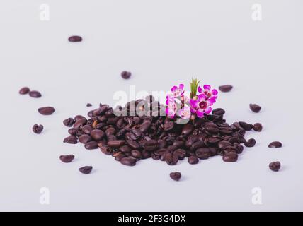 Kaffee Stockfoto