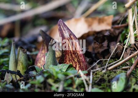 Eastern Skunk Cabbage im Winter auftauchend Stockfoto
