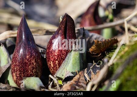 Eastern Skunk Cabbage im Winter auftauchend Stockfoto