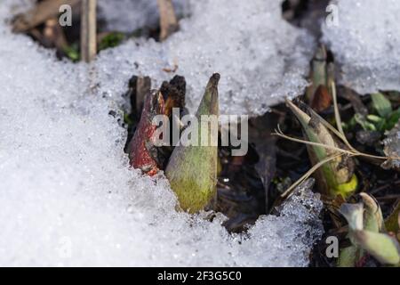 Eastern Skunk Cabbage im Winter durch Schnee auftauchend Stockfoto