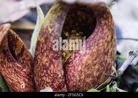 Eastern Skunk Cabbage im Winter auftauchend Stockfoto