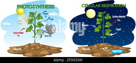 Diagramm zeigt den Prozess der Photosynthese und zelluläre Atmung Illustration Stock Vektor