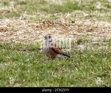 Berlin, Deutschland. März 2021, 16th. Steglitz-Zehlendorf: Männlicher Turmfalke in Dahlem. (Foto: Simone Kuhlmey/Pacific Press) Quelle: Pacific Press Media Production Corp./Alamy Live News Stockfoto