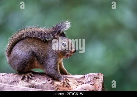 Issaquah, Washington, USA. Douglas Eichhörnchen steht auf einem Baumstamm, mit allen vier Pfoten darauf. Auch bekannt als Chickaree, Chicory und Kiefer Eichhörnchen. Stockfoto