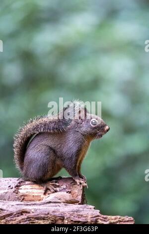 Issaquah, Washington, USA. Douglas Eichhörnchen steht auf einem Baumstamm, mit allen vier Pfoten darauf. Auch bekannt als Chickaree, Chicory und Kiefer Eichhörnchen. Stockfoto
