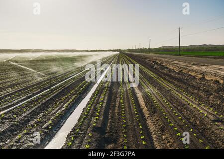 Bewässerung landwirtschaftlichen Feld mit jungen Pflanze, Frühjahrssaison. Bewässerungssystem in Funktion. Stockfoto