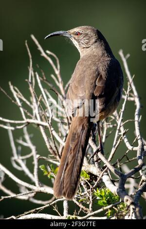 Ein California Thrasher (Toxostoma redivivum) im Ulistac Natural Area, Santa Clara, Kalifornien Stockfoto