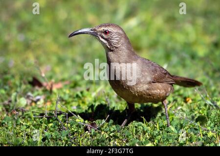 Ein California Thrasher (Toxostoma redivivum) im Ulistac Natural Area, Santa Clara, Kalifornien Stockfoto