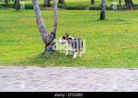 Tricolor Hair Welsh Corgi Hund im Park angeleinet Stockfoto