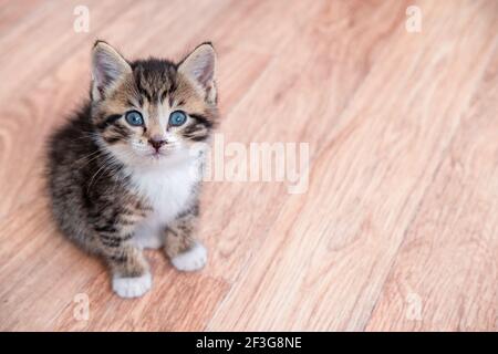 Portrait Katzenmähen auf Holzboden Kätzchen warten auf Nahrung. Kleine gestreifte Katze sitzt auf Holzboden, leckt und schaut auf die Kamera. Copyspace Stockfoto