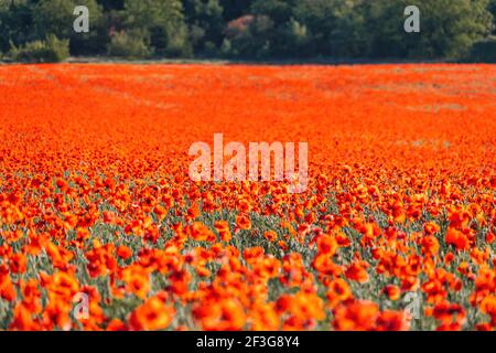 Großes Feld mit roten Mohnblumen und grünem Gras bei Sonnenuntergang. Schöne Feld scharlachrote Mohnblumen Blumen mit selektivem Fokus. Rote Mohnblumen in sanftem Licht. Lichtung Stockfoto