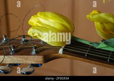 Fading Flowers und eine akustische Gitarre. Gelbe Tulpen liegen auf dem Griffbrett der Gitarre. Verblassende Popularität, vergessener Ruhm Konzept. Selektiver Fokus Stockfoto