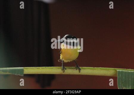 Greater Kiskadee thront Stockfoto