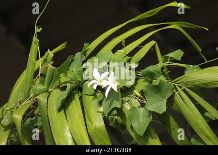 Wilde Gurkenrebe und Blumen auf Palmzweig Stockfoto