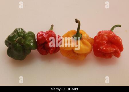 Scotch Bonnet Pfeffer Stockfoto