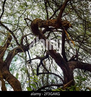 Großer Baum mit Ästen und Land mit Kräutern, große Bäume in der Natur, landschaftlich schöne Aussicht auf sehr großen und hohen Baum im Wald am Morgen Stockfoto