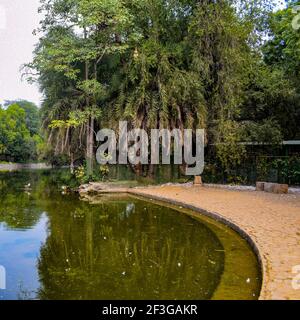 Großer Baum mit Ästen und Land mit Kräutern, große Bäume in der Natur, landschaftlich schöne Aussicht auf sehr großen und hohen Baum im Wald am Morgen Stockfoto