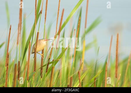 Gelbe Bittern im frühen Morgenlicht Stockfoto