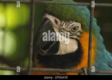 Ara in Gefangenschaft Stockfoto