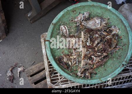 Eine Sammlung von Fischknochen in einem Korb für Katzenfutter. Lebensmittelabfall auf dem Boden. Schmutzige und stinkende Fischknochen Stockfoto