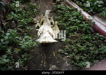 Mutter Ente und Küken gehen im Garten auf der Suche nach Nahrung. Viehzucht Aktivitäten in ländlichen Gebieten Stockfoto