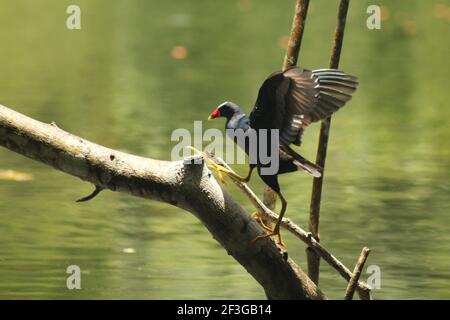 Lila Gallinule mit offenen Flügeln Stockfoto