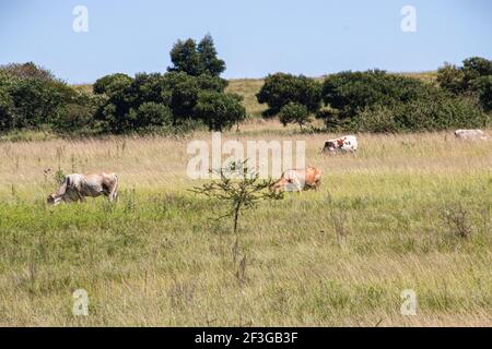 Kühe grasen friedlich auf einem langen Grasfeld Stockfoto