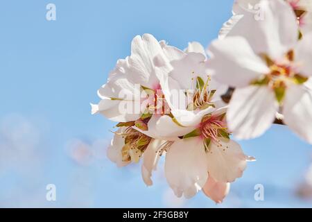 Blühender Mandelbaum vor dem Hintergrund des Frühlingsshimmels Stockfoto