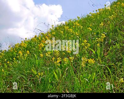 Wildgelbe primula blüht auf dem sonnigen Rasen von Steiler Hang zwischen Graswiese im Frühling Stockfoto