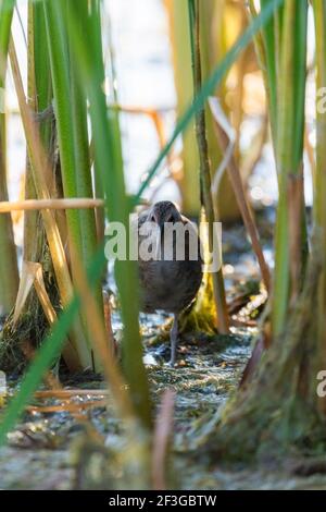 Spotted Crake oder Porzana porzana Fütterung ein kleiner Teich Stockfoto