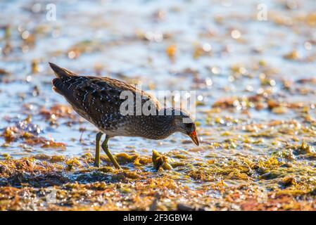 Gefleckte Krake oder Porzana porzana in einer Tierwelt aus nächster Nähe. Stockfoto