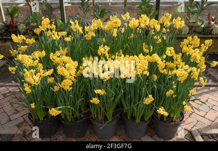 Anzeige der Winter blühende hellgelbe Tazetta oder Indoor Daffodil Pflanzen (Narcissus 'Grand Soleil D'Or'), die in schwarzen Blumentöpfen aus Kunststoff wachsen Stockfoto