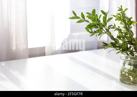 Morgen Frühling Stillleben, Pflanzen Ruscus Zweige in einem Glas Wasser Stockfoto