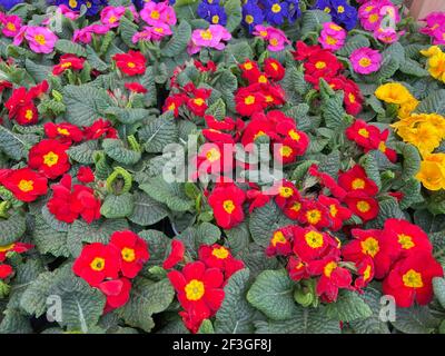 Hintergrund oder Textur eines Tabletts mit bunten Frühlings blühende Primrose Pflanzen (Primula) auf dem Display in einem Gartencenter in Rural Devon, England, Großbritannien Stockfoto