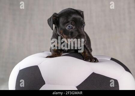 Jack Russell Terrier Welpe liegt auf einem weichen weißen mit schwarzem Spielzeugball, 5 Wochen alten brindle Hund. Selektiver Fokus auf die Augen Stockfoto