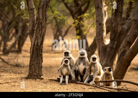 Graue oder Hanuman Languren oder indische Langur oder Affenfamilie Während Outdoor-Dschungel-Safari im ranthambore Nationalpark oder Tiger Reservieren rajasthan indien - Stockfoto