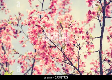 Rosa Sakura Blumen blühen im Vintage (Retro) Stil Farbeffekt Stockfoto