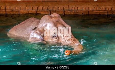 Ein indischer Elefant genießt das klare Wasser im Leipziger Zoo Stockfoto