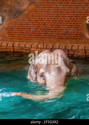 Ein indischer Elefant genießt das klare Wasser im Leipziger Zoo Stockfoto