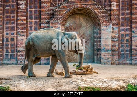 Ein indischer Elefant genießt die Übung im Leipziger Zoo Stockfoto