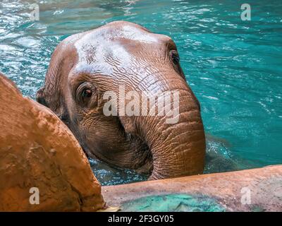 Ein indischer Elefant genießt das klare Wasser im Leipziger Zoo Stockfoto