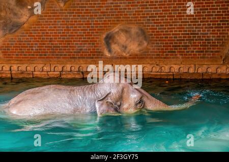 Ein indischer Elefant genießt das klare Wasser im Leipziger Zoo Stockfoto