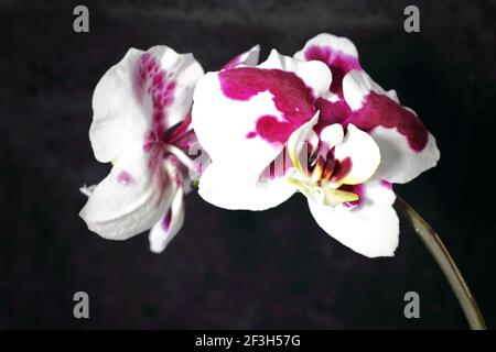 Gefleckte phalaenopsis Orchidee auf verschwommenem vintage grauen Hintergrund Stockfoto