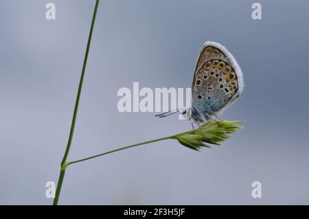 Gewöhnlicher blauer Schmetterling auf einem Pflanzenmakro Nahaufnahme, blauer Himmel Hintergrund, Clodes Flügel Unterseite zeigt Stockfoto