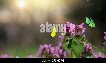 Hintergrund der Frühjahrszeit. Schmetterlinge fliegen auf den Frühlingsblumen Stockfoto