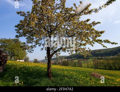 Blühender Kirschbaum in Franken, blühender Kirschbaum in frankonien Stockfoto