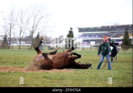 Willie Mullins ausgebildetes Pferd Min rollt vor dem zweiten Tag des Cheltenham Festivals auf der Cheltenham Racecourse im Galopp herum. Bilddatum: Mittwoch, 17. März 2021. Stockfoto