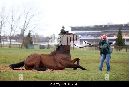 Willie Mullins ausgebildetes Pferd Min rollt vor dem zweiten Tag des Cheltenham Festivals auf der Cheltenham Racecourse im Galopp herum. Bilddatum: Mittwoch, 17. März 2021. Stockfoto