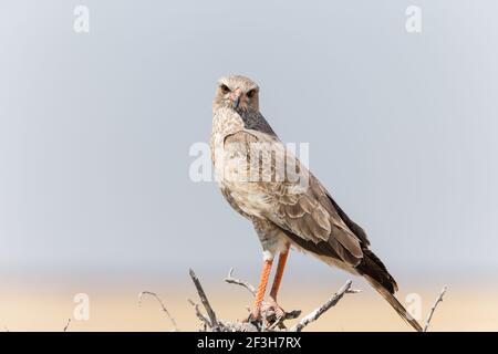 Blass chanten Goshawk (Melierax canorus) juvenile Herstellung Blickkontakt während auf einem Zweig in Etosha, Namibia Stockfoto