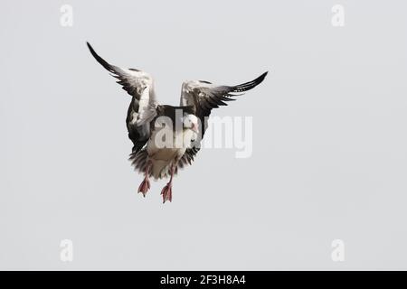 Schneegans (Blaue Form) - Coming in to Land Anser caerulescens Bosque Del Apache NWR New Mexico, USA BI017044 Stockfoto